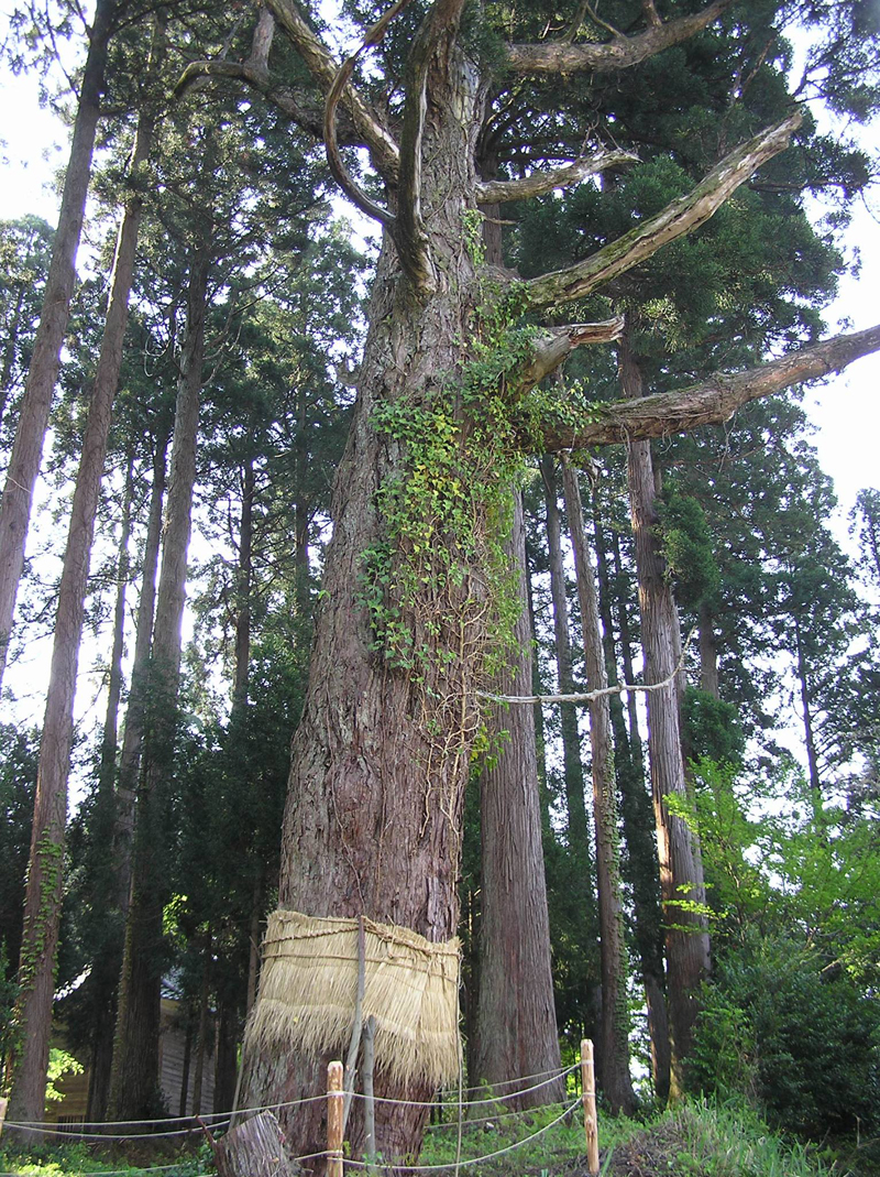 日吉神社の神代杉